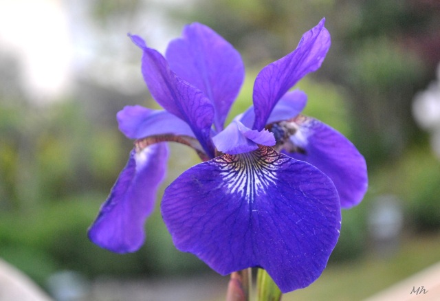 Iris 2013. (73)