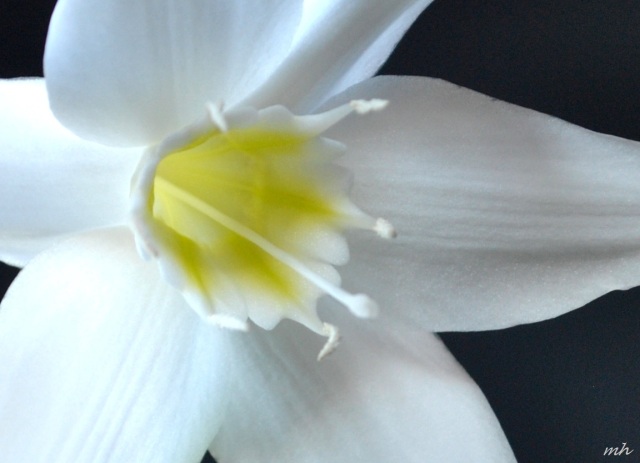 Hoa Lily Amazon 2014 (108) - Copy
