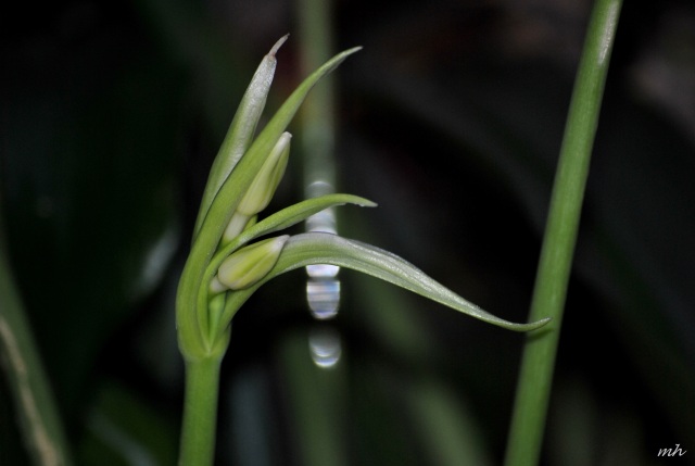 Hoa Lily Amazon 2014 (75)