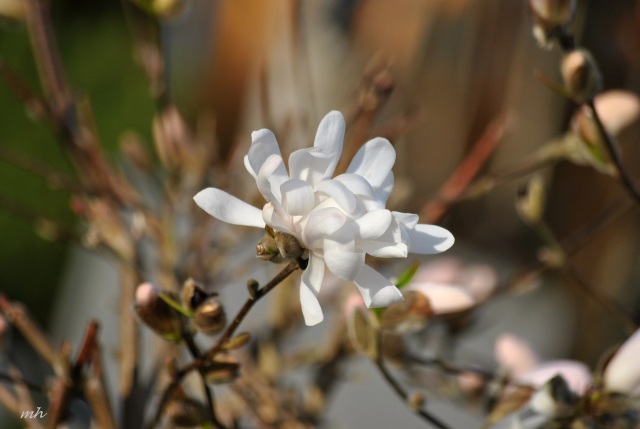 Magnolia stellata Royal Star 2014 (144)