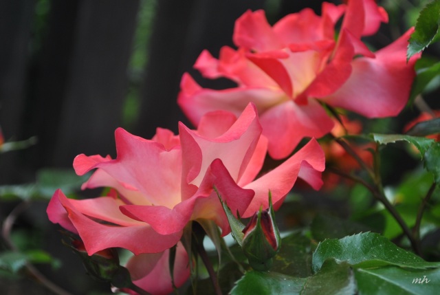 Hoa hồng 2013 (6)