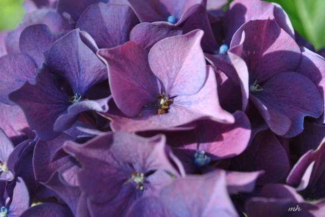 hoa cẩm tú cầu (2)