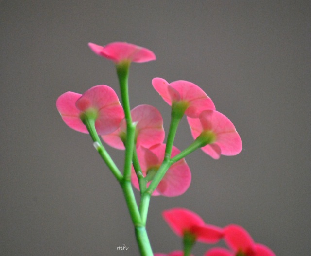 Hoa xương rồng bát tiên 2013 (29)