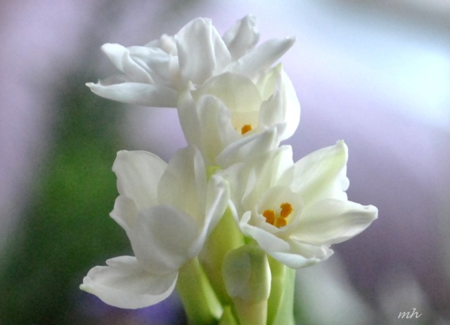 Hoa thủy tiên trắng 2013 (22)