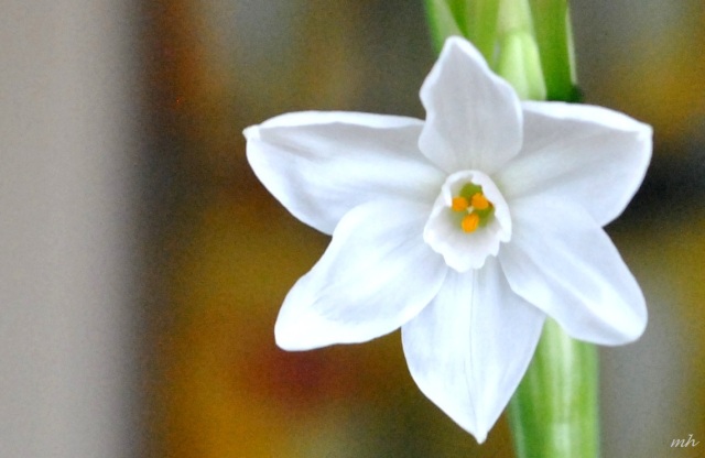 Hoa thủy tiên trắng (2)