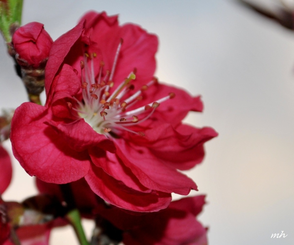 Hoa anh đào đỏ (3)