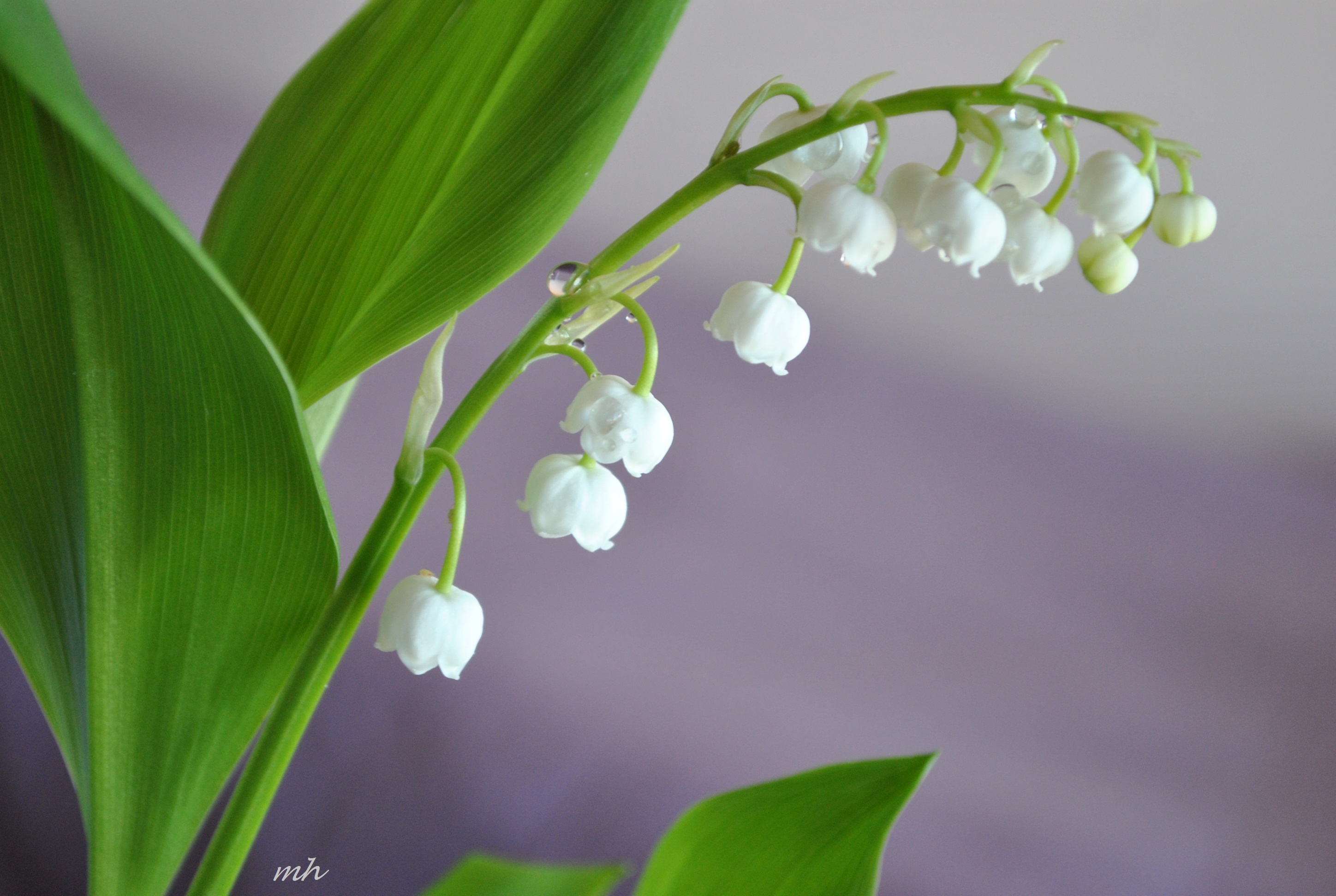 Tuyển tập hình nền hoa linh lan hoa chuông trắng tinh khôi nhất