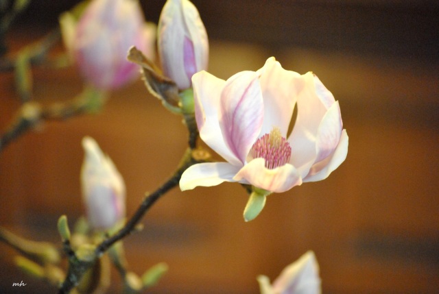 Magnolia Ngay Tet 2015 (14)