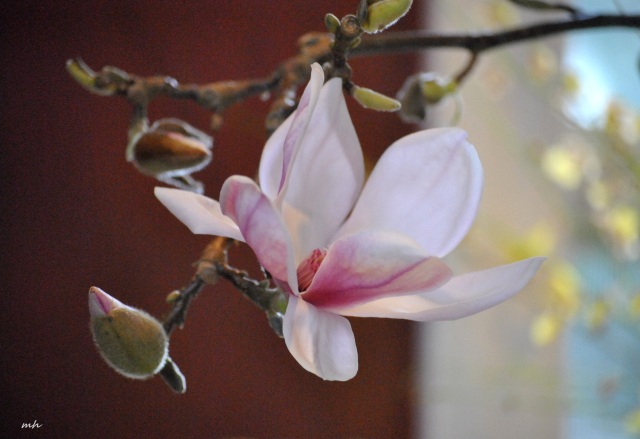 Magnolia Ngay Tet 2015 (5)