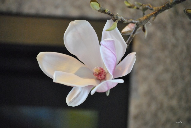 Magnolia Ngay Tet 2015 (6)