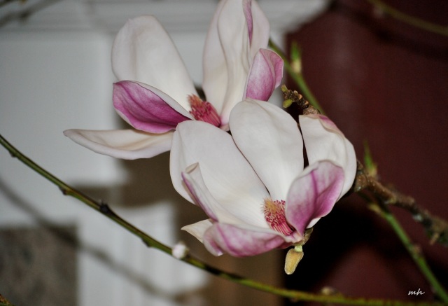 Magnolia Ngay Tet 2015 (8)